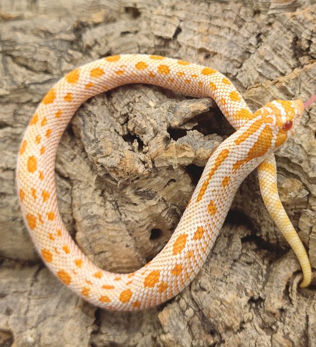 Heterodon zachodni