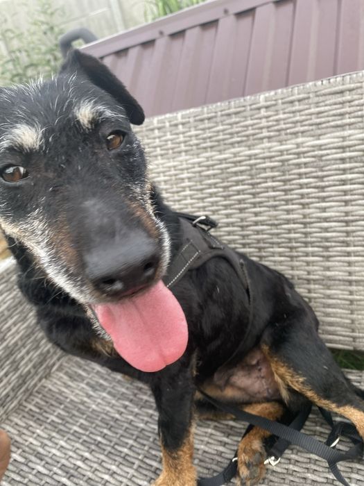 Suczka 3-4 letnia do adopcji