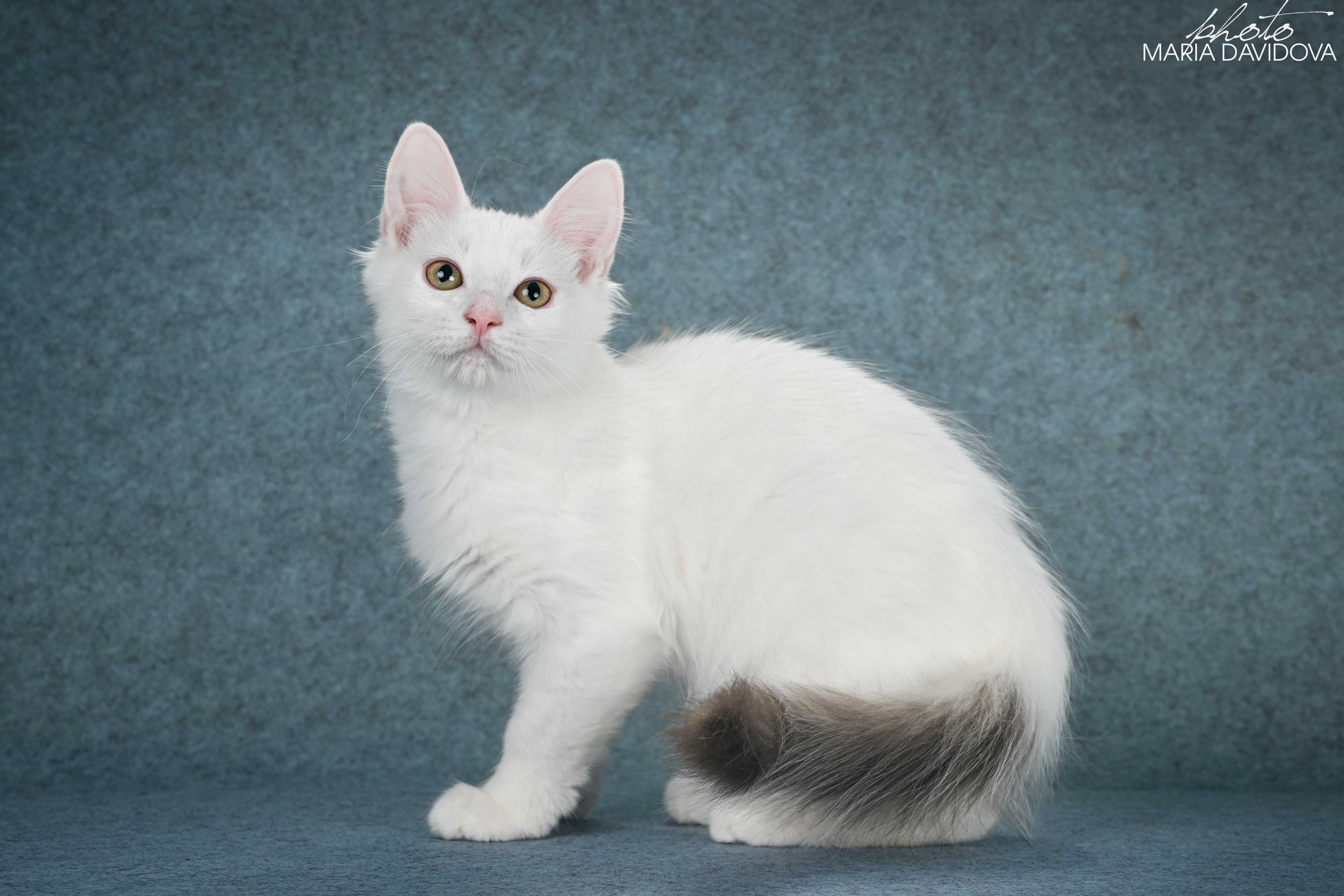котик манчкин лонг длинные лапки