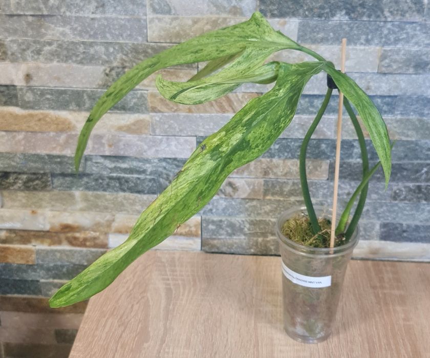 Philodendron Palaroense Mint,var.Rzadkość