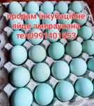 Інкубаційні яйця