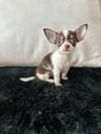 Menino chihuahua super mini