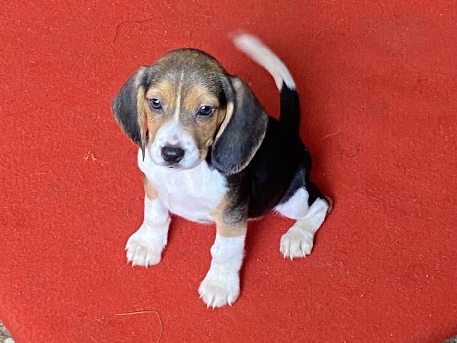 Cachorro Beagle tricolor exelente