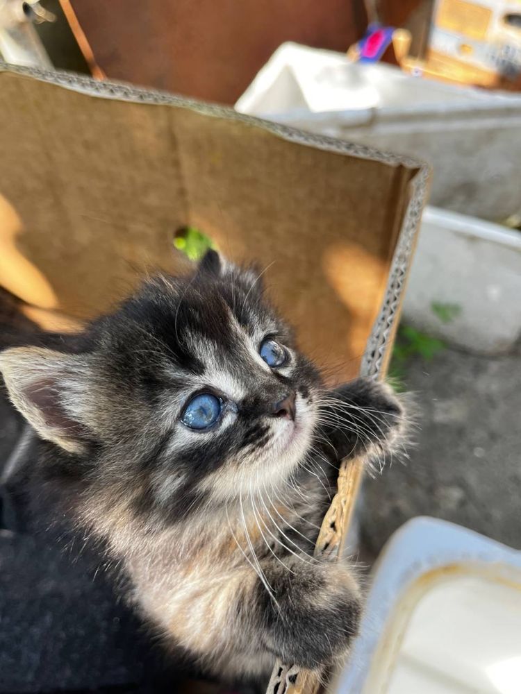 Котенок девочка 1 месяц