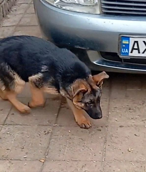 Роскошные крупные суки с родословной.