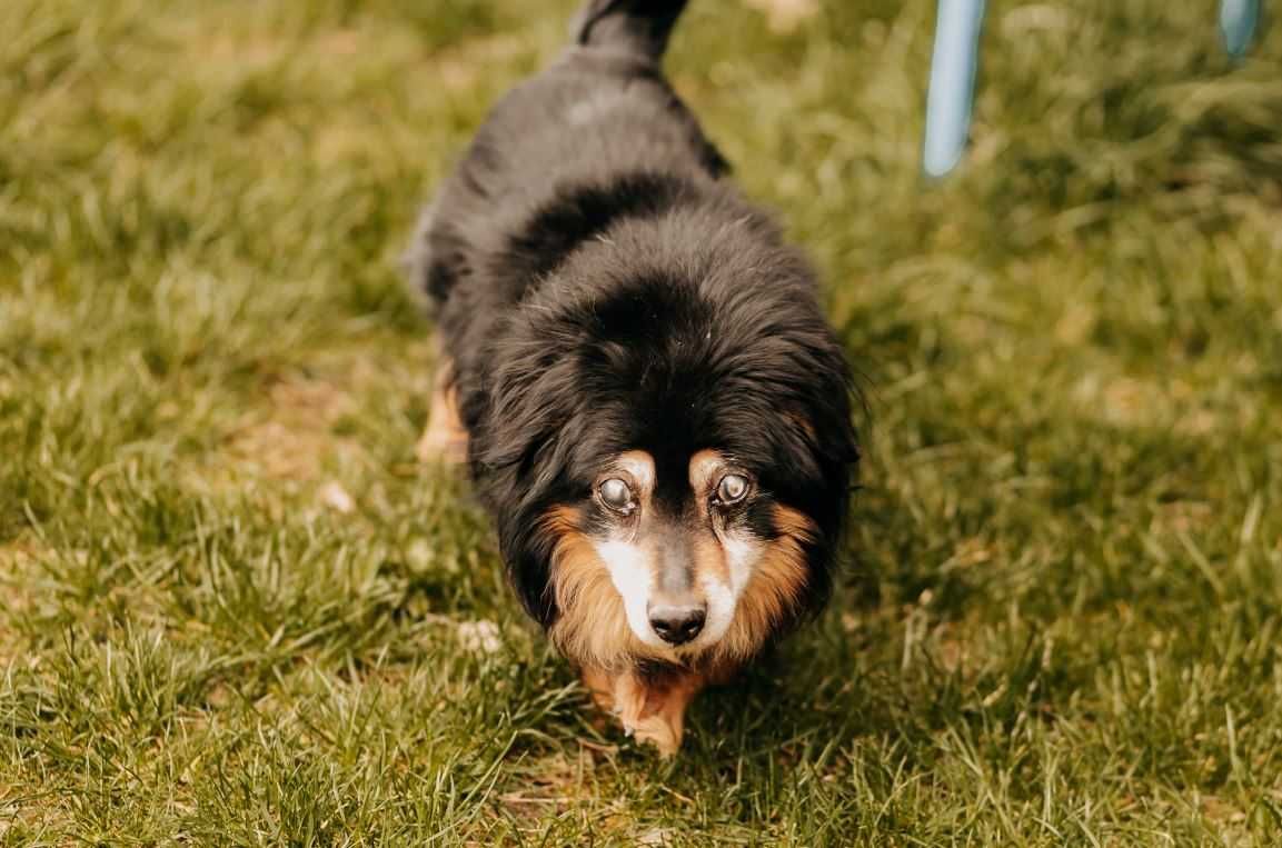 Gizmo stracił dom na stare lata... Czy ktoś da mu jeszcze szansę?