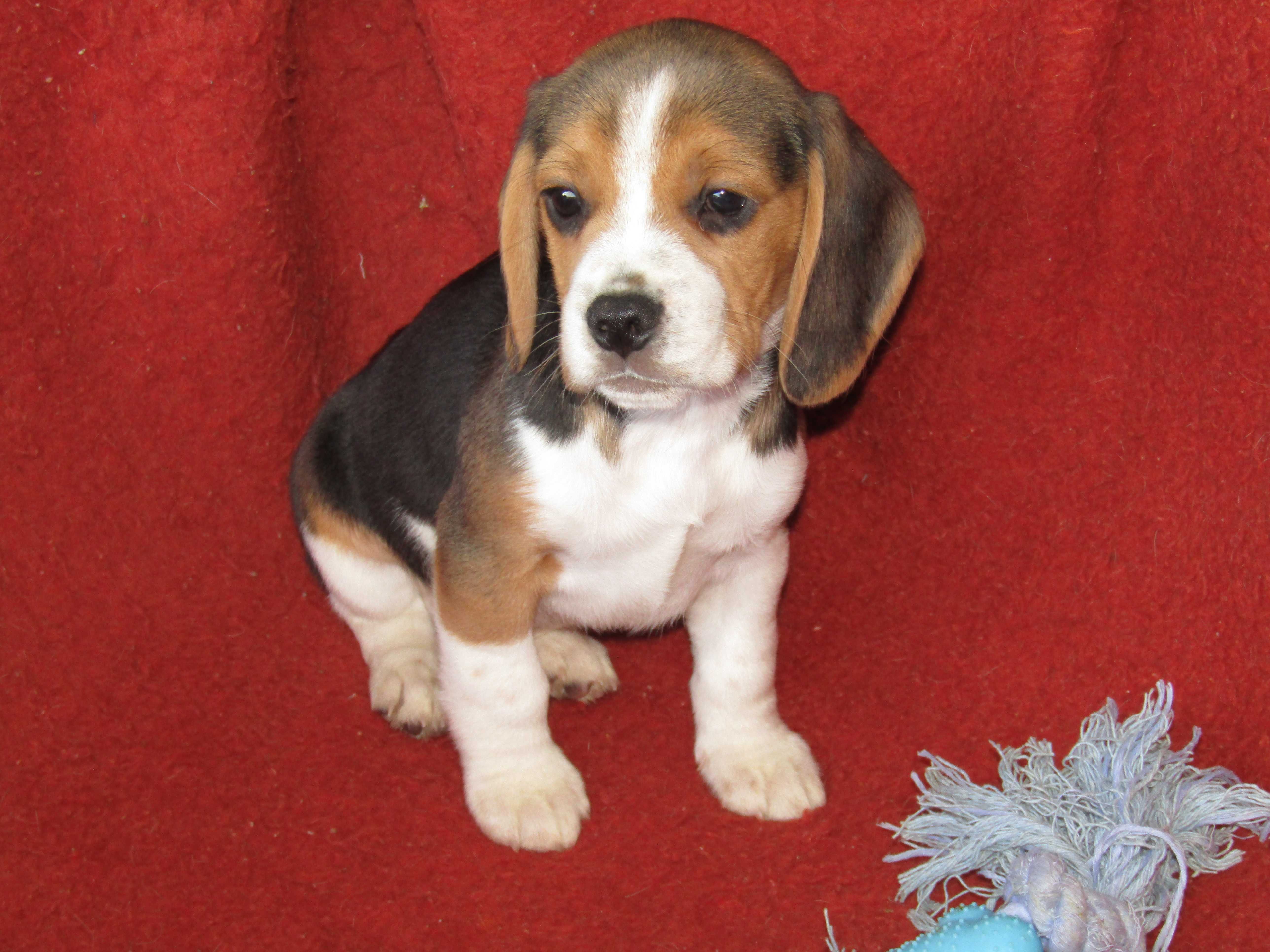 Beagle Tricolor Porte Pequeno com LOP/Pedigree/Afixo