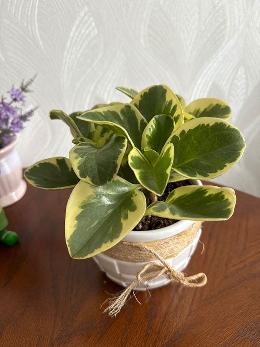 Пеперомия пестролистная