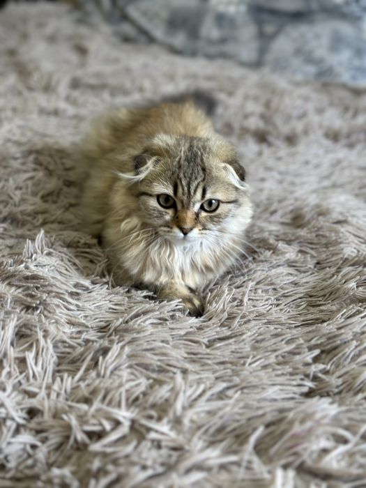 Котенок британець висловухий