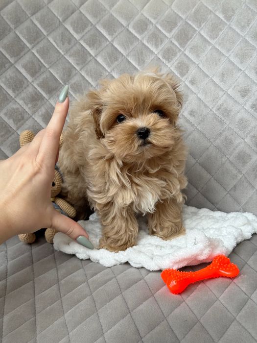 ‼️Кукольный мини мальчик мальтипу ф1‼️