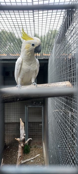 Macho adulto cacatua sulphurea