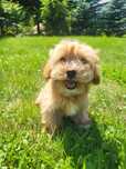 Śliczna sunia Maltipoo