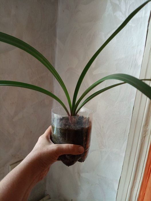 Алое,каланхое,рождественник,хойя,гастерия,валотта