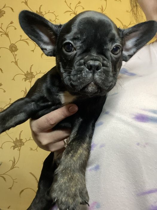Продам щенков  французского бульдога