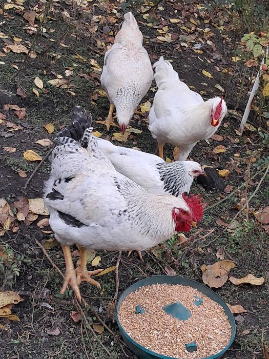 Молоді кури несушки