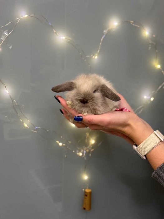 Пухнастий декоративний кролик