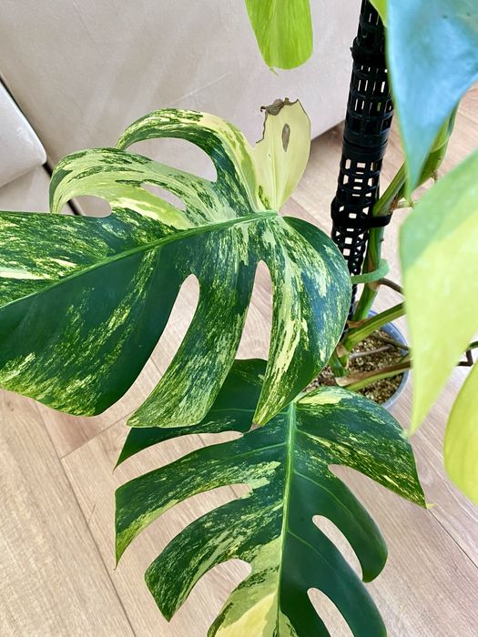 Monstera marmorata aurea