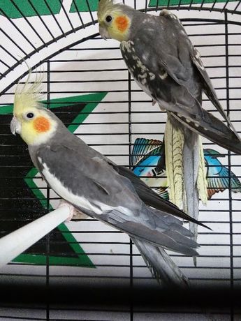 Papuga Nimfa ptaki papugi
