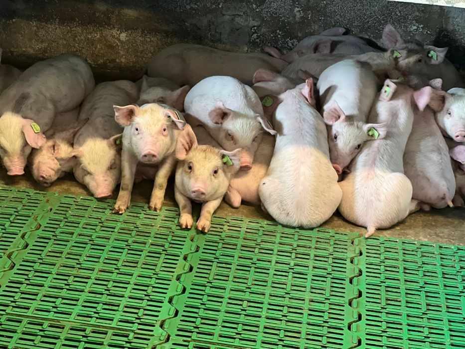 Продам поросят м'ясноЇ породи