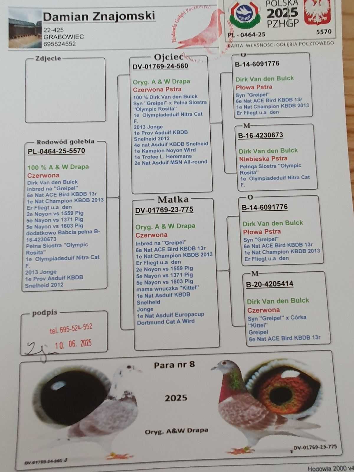 Młode po Oryg. A&W Drapa L. Blacky 1239  Inbred Greipel gołąb pocztowy