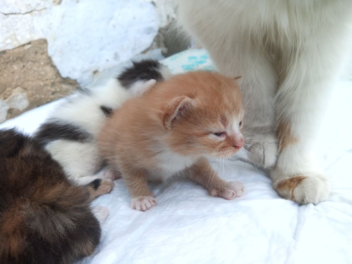 Віддам кошенят в добрі руки