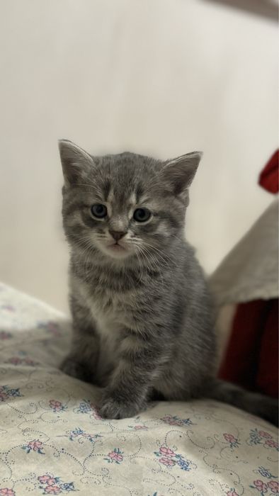 Прямовуха дівчинка