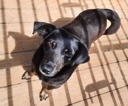 Suczka Jagoda- adopcja psa, pies szuka domu