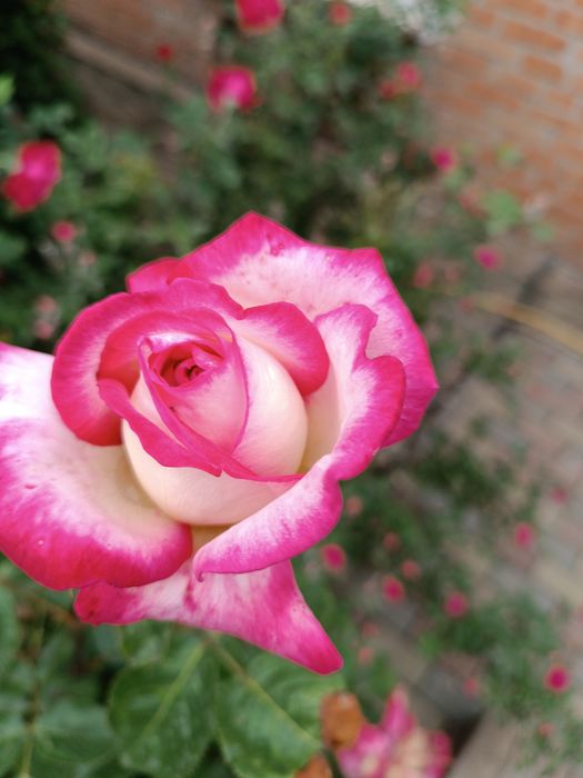 Продам кусты  роз .