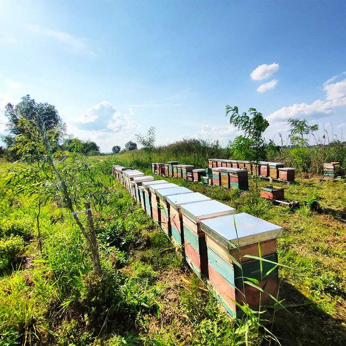 Miód lipowy 1.2 kg świeży i aromatyczny z Pasieki Bartosza