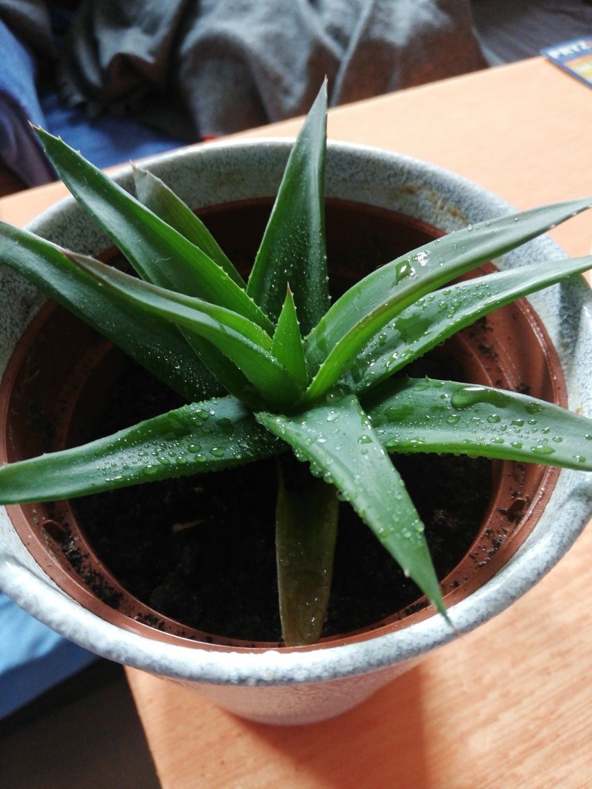 Aloes bardzo zdrowa roślina