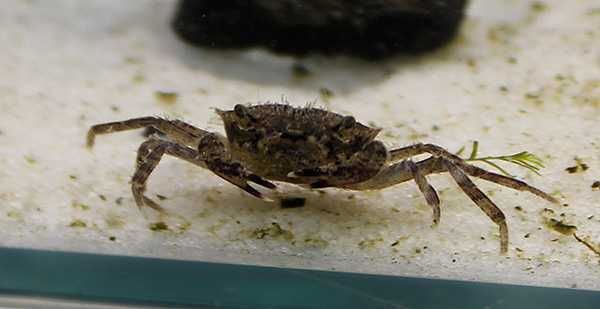 Mekhong thelphusa – Mini krab