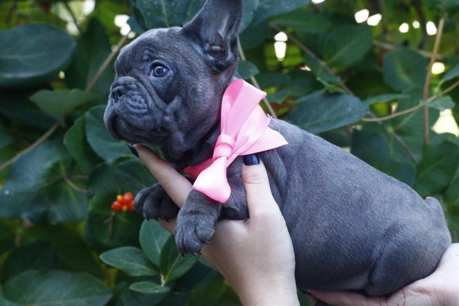 Голубой Французський бульдог на свята