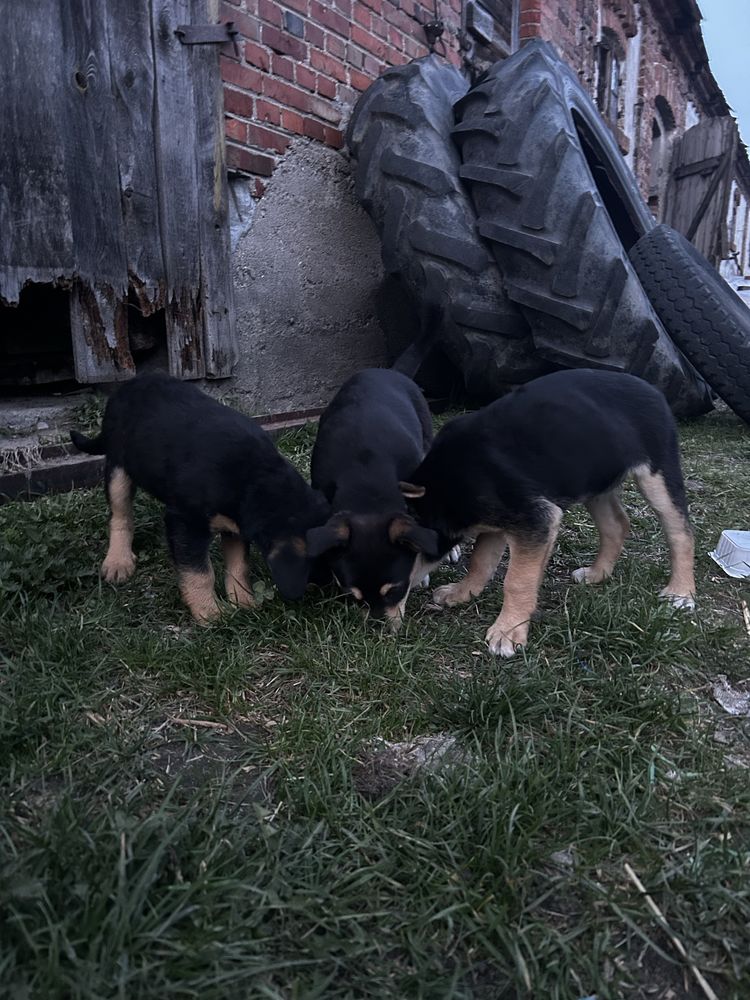 Oddam szczeniaczki w dobre ręce