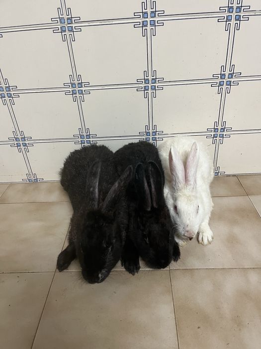 Porco vietenamita e 3 coelhos dois machos e uma femea
