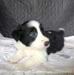 Border Collie piesek czarno-biały