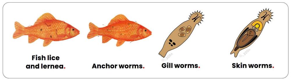 Colombo Morenicol Lernex PRO Pokarm-2500ml/800gr MLP