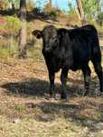 Vitelas angus com 7 meses