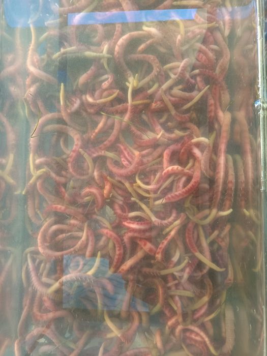 Isco para pesca - cagão