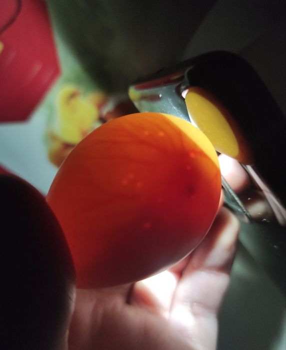 Jaja jajka lęgowe leghorn