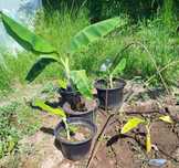 Vendo bananeiras oriundas de Angola