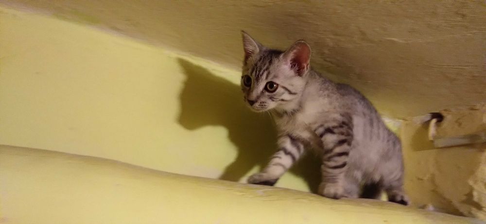 3 mieś kociaki szukają domu