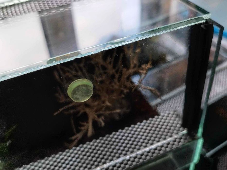 Terrarium 15 cm 14 cm 15 cm dla np pająka