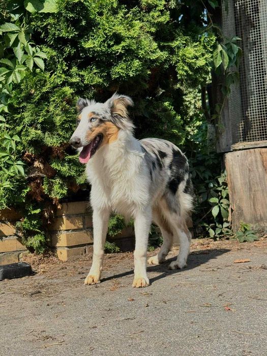 Owczarek szkocki collie