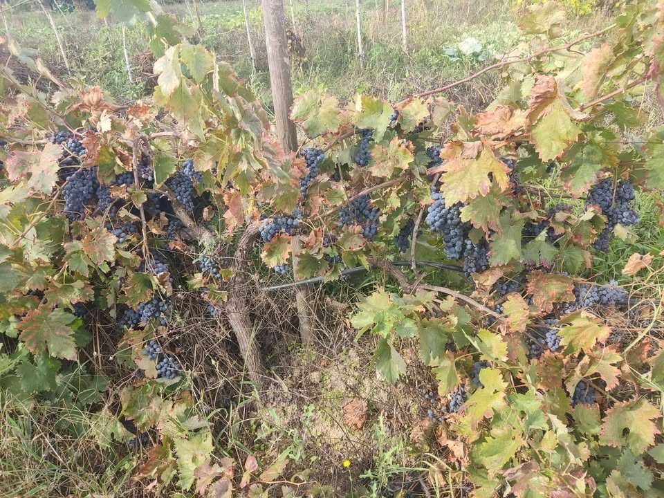 Uvas bio para vinho