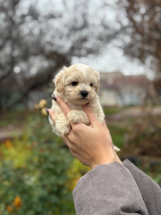 Выбираем друга, мальтипу ф1 мальчики