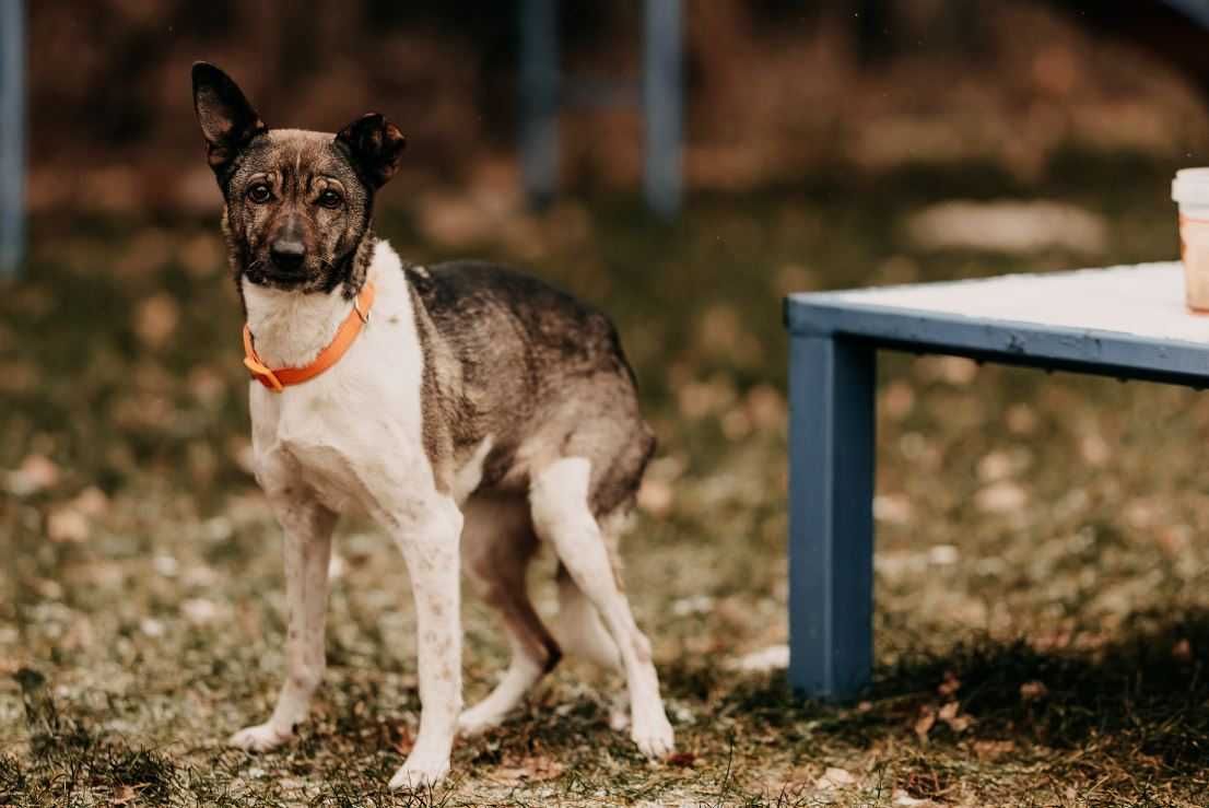 Malutka, spokojna, grzeczna Nutka poleca się do adopcji!!!