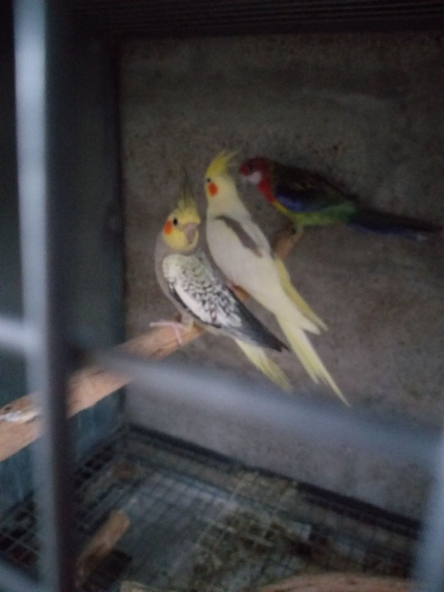 Periquitos agaponis Fischer e caturras