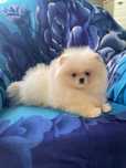 Spitz Anão / Lulu da Pomerânia