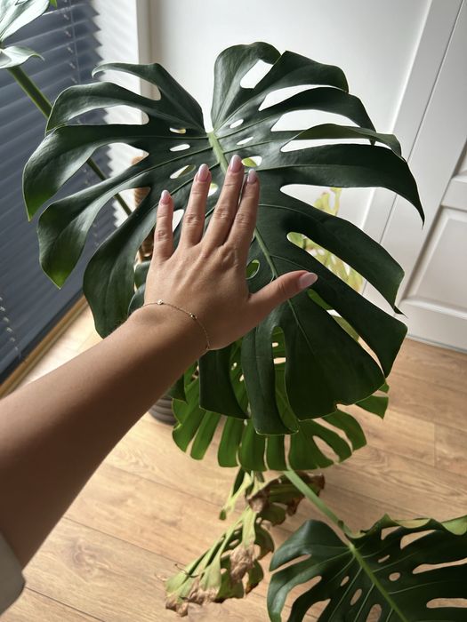 Kwiat Monstera Deltoides