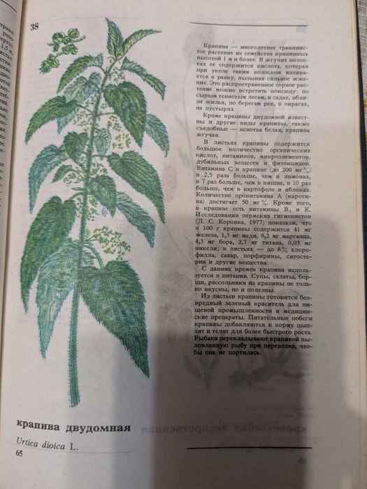 А.К. Кощеев Дикорастущие съедобные растения в нашем питании